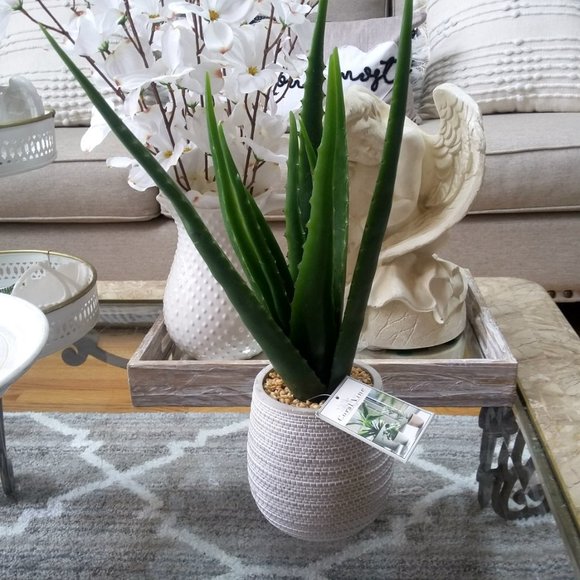 Coral Vine Accents New Realistic Faux Aloe Plant Decor Poshmark